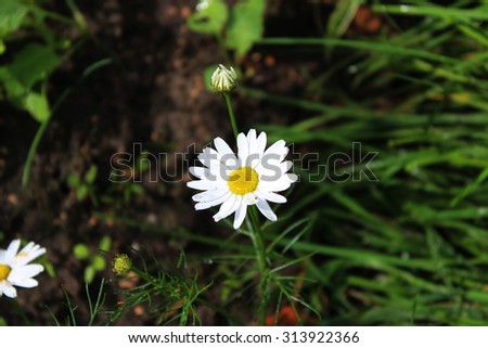 Beautiful little Daisy on green background