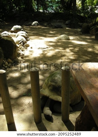 Group of Aldabra Giant Tortoises ( latin name Aldabrachelys gigantea) species  is one of the largest tortoises in the world in La Digue island, Seychelles, Indian Ocean. Granite rocks. ストックフォト © 