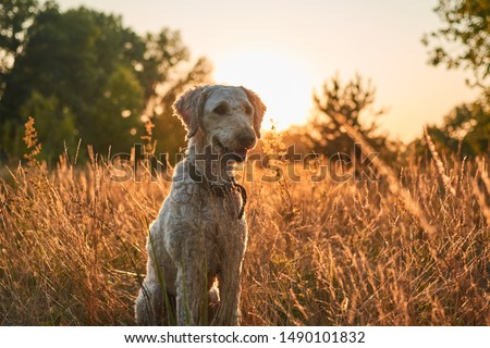 Shutterstock Puzzlepix