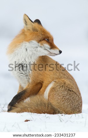 Red fox in the snow - winter evening