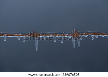 Similar – Foto Bild Raureif am Stacheldraht und am Maschendrahtzaun vor blauem Himmel