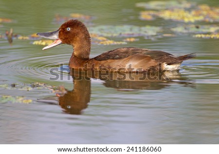 Portrait of a juvenile Ferruginous duck (Aythya nyroca)
