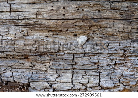 This macro closeup of a weather worn oak or pine board has a great texture and would be perfect for a background.