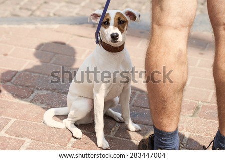 Jack Russell terrier sitting next to his own feet. Walk with a dog