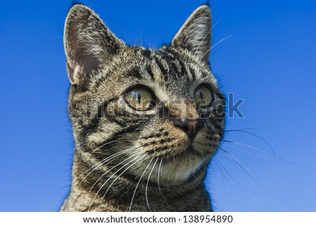 The head of a tabby cat isolated against a vibrant blue background.