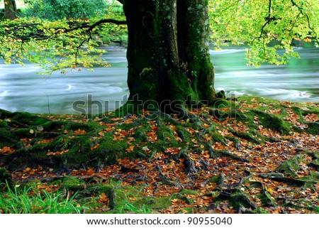 Old Tree Roots With Green Moss By A Stream
