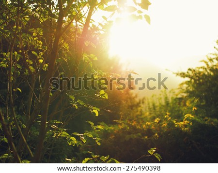 Sunset light magic in the forest