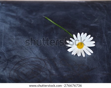 Daisy flower on black board with drawings with room for text