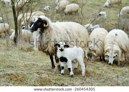 Sheep and lambs walking on hill
