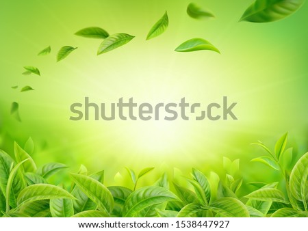 3d realistic vector horizontal banner, nature, tea plantation, green tea garden background with flying leaves  for your design, ads