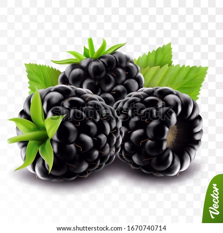 3d realistic isolated vector whole and slice of blackberry with leaf, editable handmade mesh