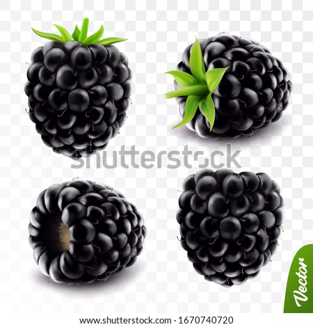 3d realistic vector berries, fresh blackberry fruit with stem isolated