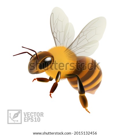 3d realistic vector bee cut out on white background extracting honey or propolis, macro