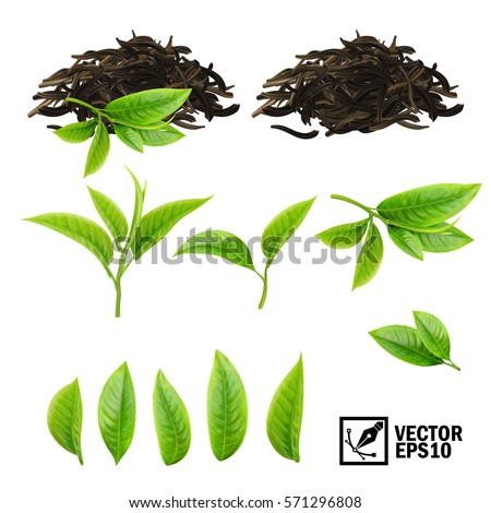 Realistic vector elements set of tea (fresh leaves and pile dry tea) 商業照片 © 