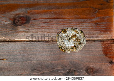 wasps\' nest under a wooden roof. Wasps are closing larva\'s cells