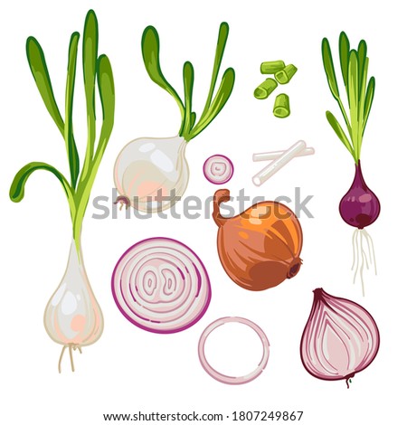 Set with hand drawn vector illustrations of ripe farm onions, sprouted onions, green onions, onion slices, red onions. Onion rings. Isolated on white background. Healthy Fresh cartoon vegetable. 