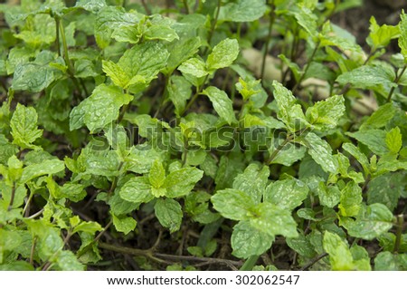 mint plant grow at vegetable garden, Mint was originally used as a medicinal herb to treat stomach ache and chest pains