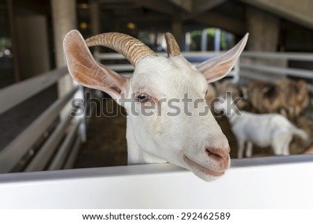 Smiling White goat behind the white fence