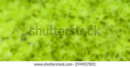 Blur background Natural green plant, banner style