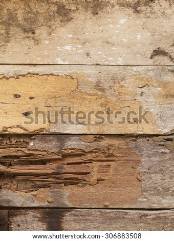 Termite damage to wooden wall