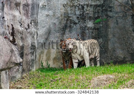 Two white tiger striped focus area.
