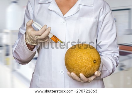 GMO experiment: Scientist injecting liquid from syringe into yellow melon in agricultural research laboratory