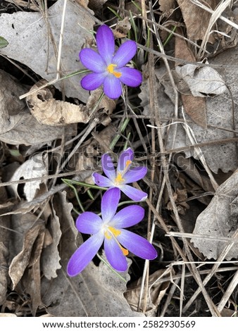 Similar – Image, Stock Photo three crocuses Crocus