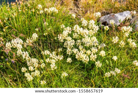 Field locoweed (Oxytropis campestris) - Blooming in the summer season on a grassy slope with a calcareous base. Foto stock © 