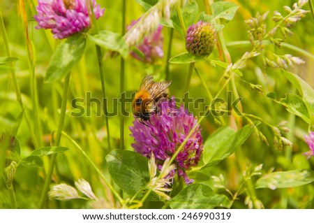 Bombus Lucorum (White-tailed Bumblebee) on Trifolium Pratense (Red Clover)