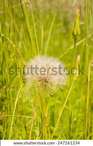Tragopogon Pratensis L. ( Meadow Salsify, Showy Goat\'s-beard, Meadow Goat\'s-beard or Jack-go-to-bed-at-noon)
