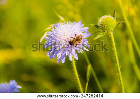 Western Honey Bee (European Honey Bee, Apis mellifera) on Knautia Arvensis (Field Scabious)