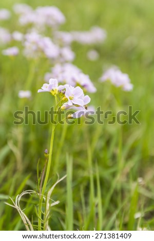 Cardamine pratensis L. (cuckooflower, lady\'s smock) plant of the family Brassicaceae