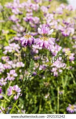 Blooming flower (Securigera varia, Coronilla varia, crown vetch, purple crown vetch) in the summer
