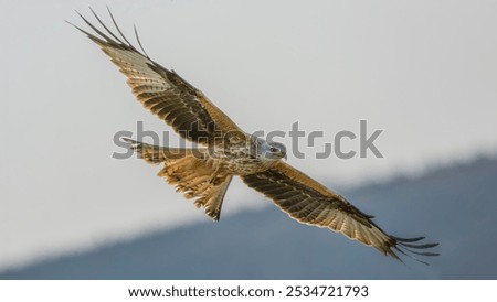 Image, Stock Photo The red kite glides elegantly through the air. The sky is cloudy, but he looks down spellbound.