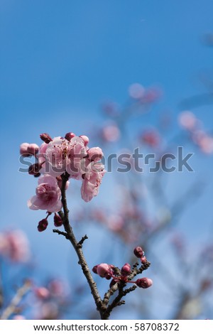 Pink and white bechtel crab apple blossoms with water droplets and blue sky background