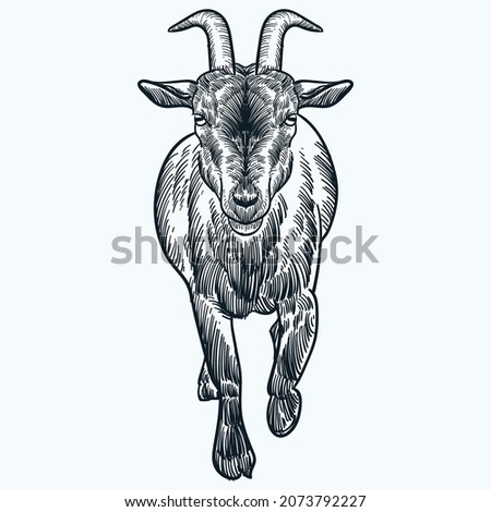 Vintage hand drawn sketch billy goat