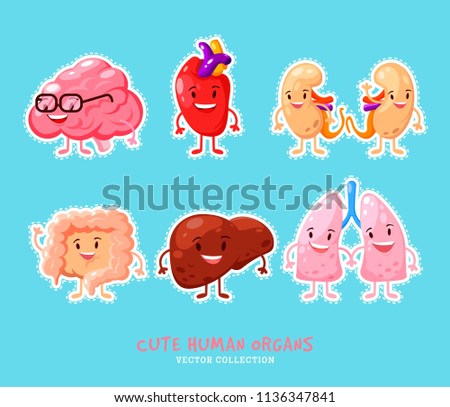 kidney liver heart images - USSeek