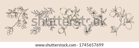 Botanical plant branches vector collection, retro image. Hand drawn curly plant twigs with flowers, leaves and fruits. Olive branch, lemons on a tree, pomegranate fruits in line style, design elements
