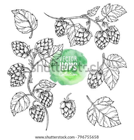 Sketches of hop plant, hop on a branch with leaves in engraving style Hops set. Humulus lupulus illustration for packing, pattern, beer illustration.