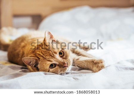 Similar – Image, Stock Photo Ginger cat is laying on sofa