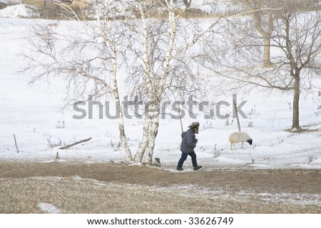 farmer with sheep in the north of china