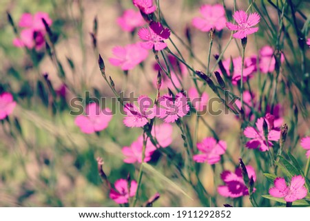 Similar – Image, Stock Photo Maiden Pink or Heidenelke or Dianthus deltoides. Lots of Maiden Pink blooming buds on a sunny meadow on a summer day. Many pink wildflowers in a summer meadow. Floral pink green sunny wallpaper.