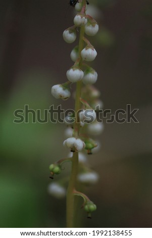 Similar – Foto Bild Pyrola minor, Kleines Wintergrün. Eine Blume mit runden weißen Blütenständen am Stängel. Weiße Blüte in Nahaufnahme im schattigen Wald an einem Sommertag.