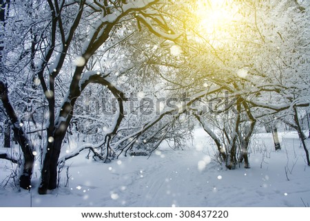 Sunshine in snowy cold forest at winter daytime
