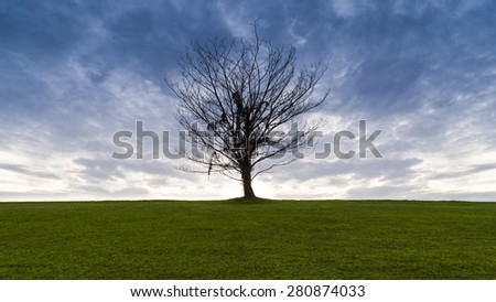 The Lonely Tree/The Lonely Tree/The Lonely Tree