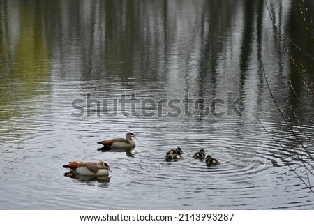Similar – Image, Stock Photo Four Egyptian geese in flight against blue sky with tree at right edge.
