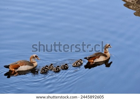 Similar – Image, Stock Photo Egyptian geese in the evening on a harvested grain field at the edge of the forest.