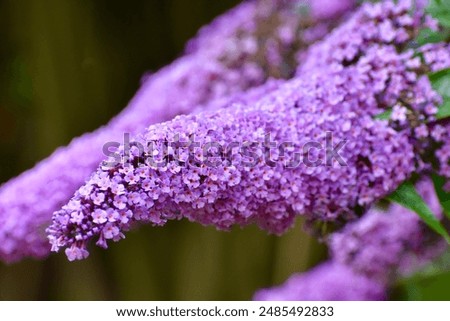 Similar – Image, Stock Photo Summer lilac in front of a bright blue sky in summer.garden