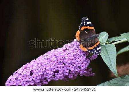 Similar – Image, Stock Photo Summer lilac in front of a bright blue sky in summer.garden