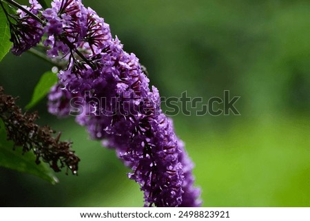 Similar – Image, Stock Photo Summer lilac in front of a bright blue sky in summer.garden